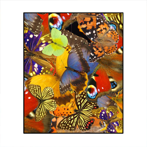 *Magic Wallet, Butterflies - MWAP0066