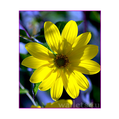 Magic Wallet, Flower, yellow - MWFWP 0155