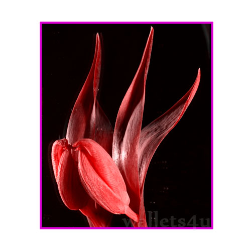 Magic Wallet, Flower, red - MWFWP 0153