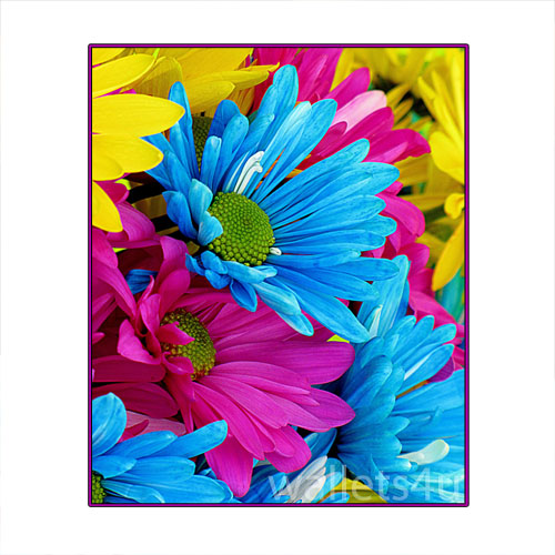 Magic Wallet, Flowers - MWFWP 0156